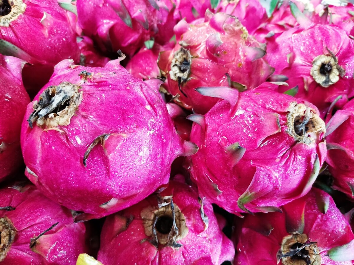 Ni hasil ladang mereka, buah naga