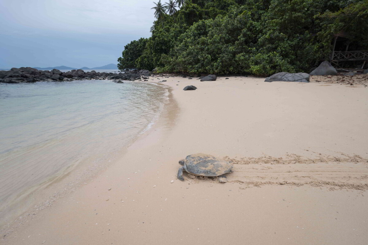 Comel betul tengok penyu pergi ke laut macam ni