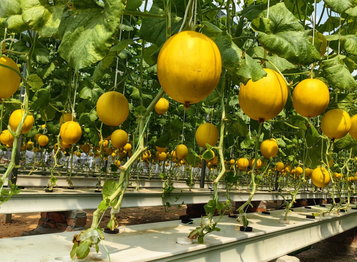 Lihat warnanya menawan betul kan?