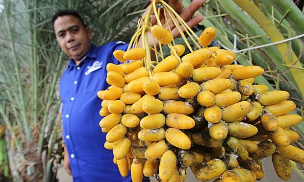 Buah kurma memang popular pada bulan ramadhan
