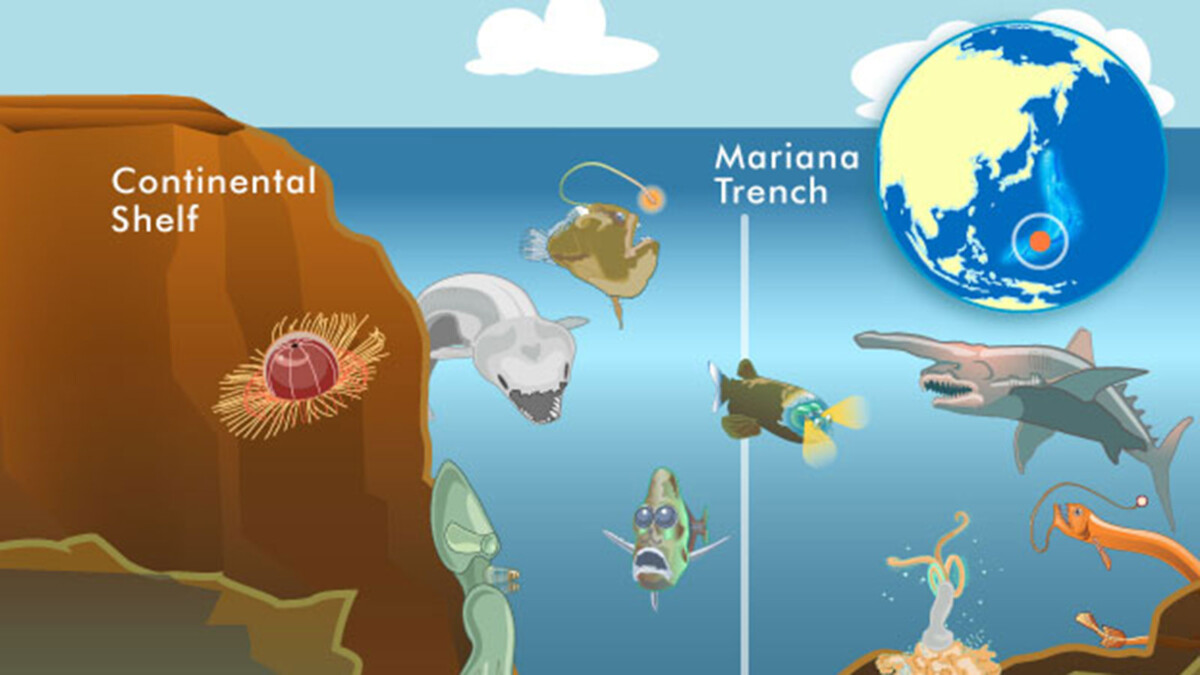 Setiap bahagian kedalaman laut mempunyai habitat berbeza