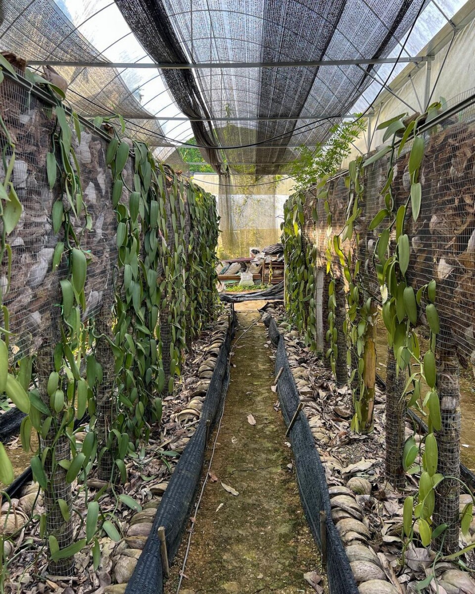 Pada tahun 2018, Feisal ambil keputusan untuk menjadi petani sepenuh masa