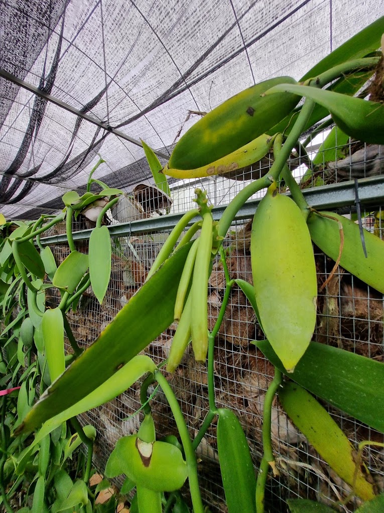 Rupa pokok vanilla yang diusahakan di ladang ni
