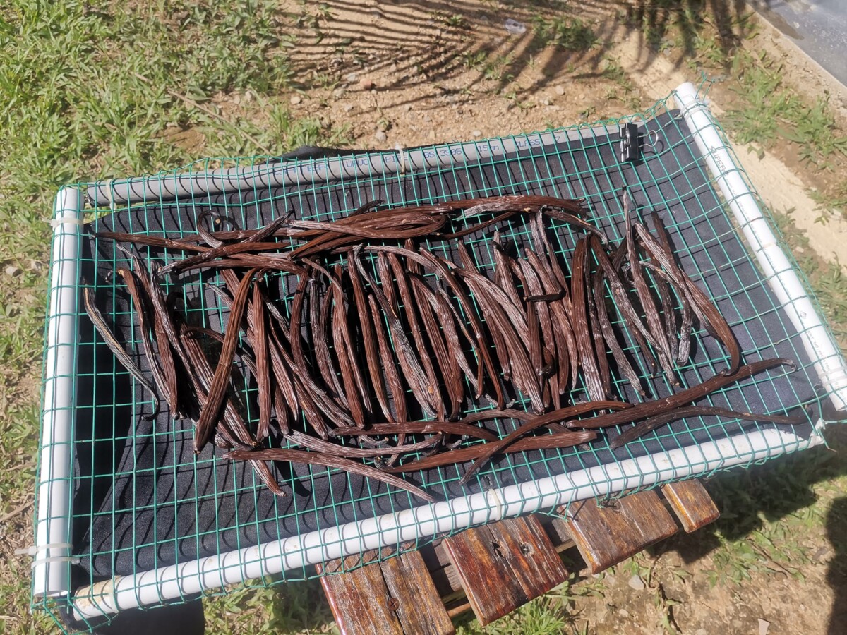 Rupa vanilla dalam proses pengeringan macam kita selalu tengok