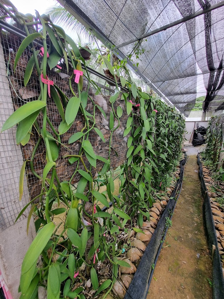 Feisal ambil masa 6 tahun untuk dapat hasil tanaman yang pertama menjadi cabarannya