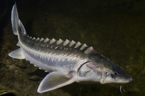 Kaviar dihasilkan oleh ikan sturgeon sebegini rupa