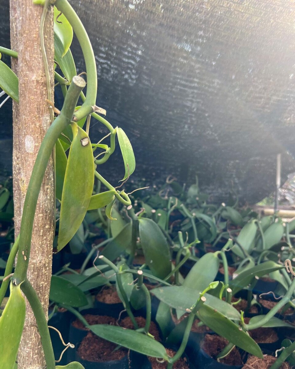 Proses penanaman vanilla bukan mudah dan memerlukan usaha yang tinggi