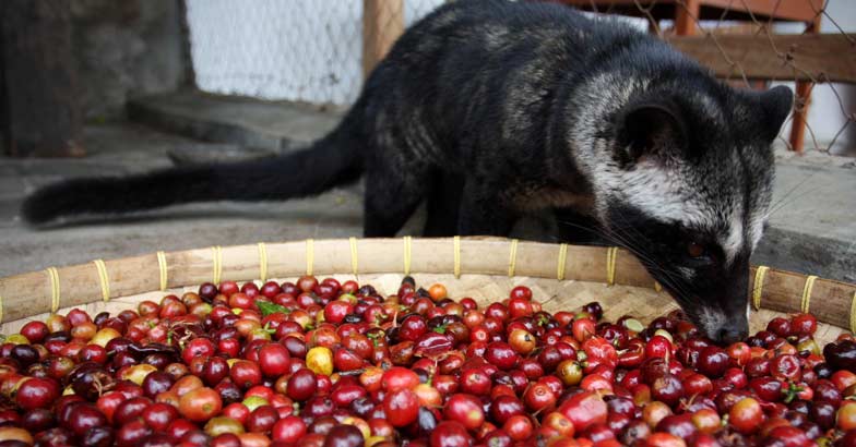 Luwak akan memilih dan makan biji kopi yang sihat