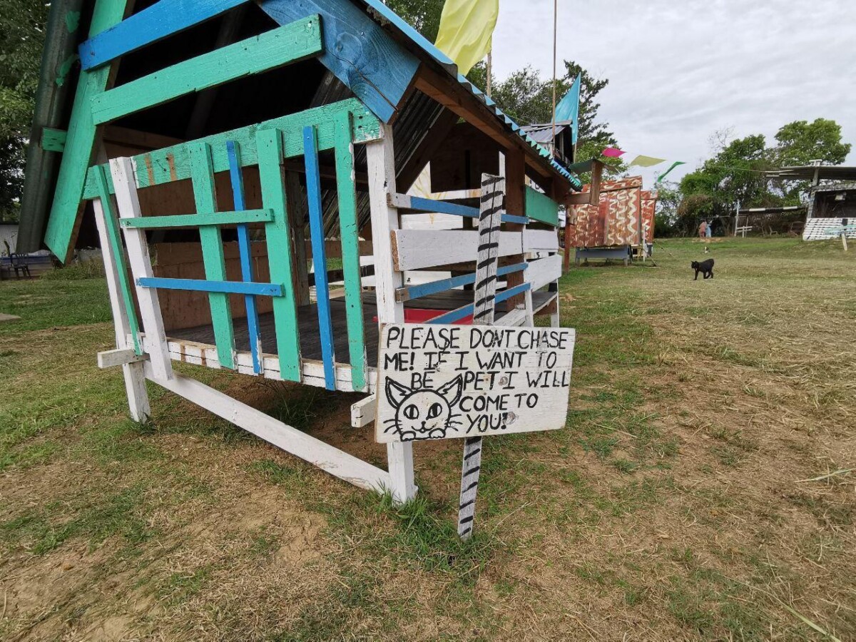 Kucing di sini terlindung daripada ancaman berbahaya di luar