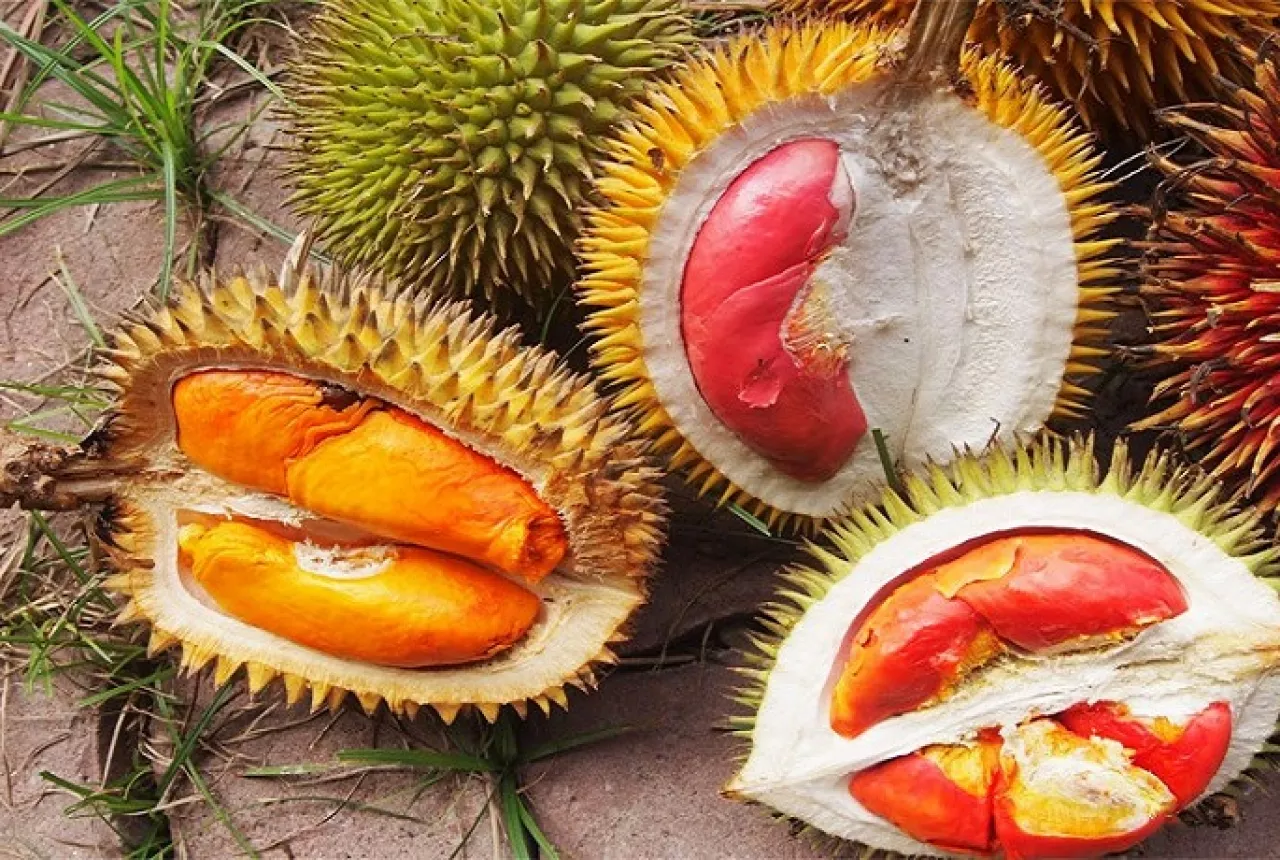 Dikatakan mempunyai bau sangat kuat berbanding durian biasa