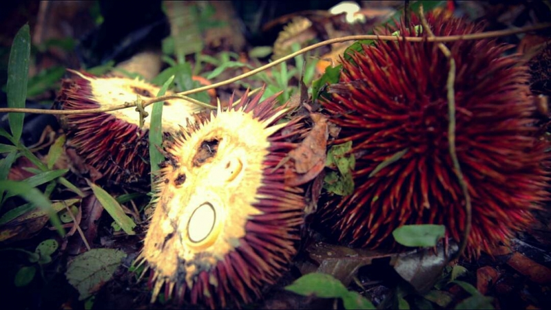 Apa perbezaan dengan durian hijau kita biasa makan?