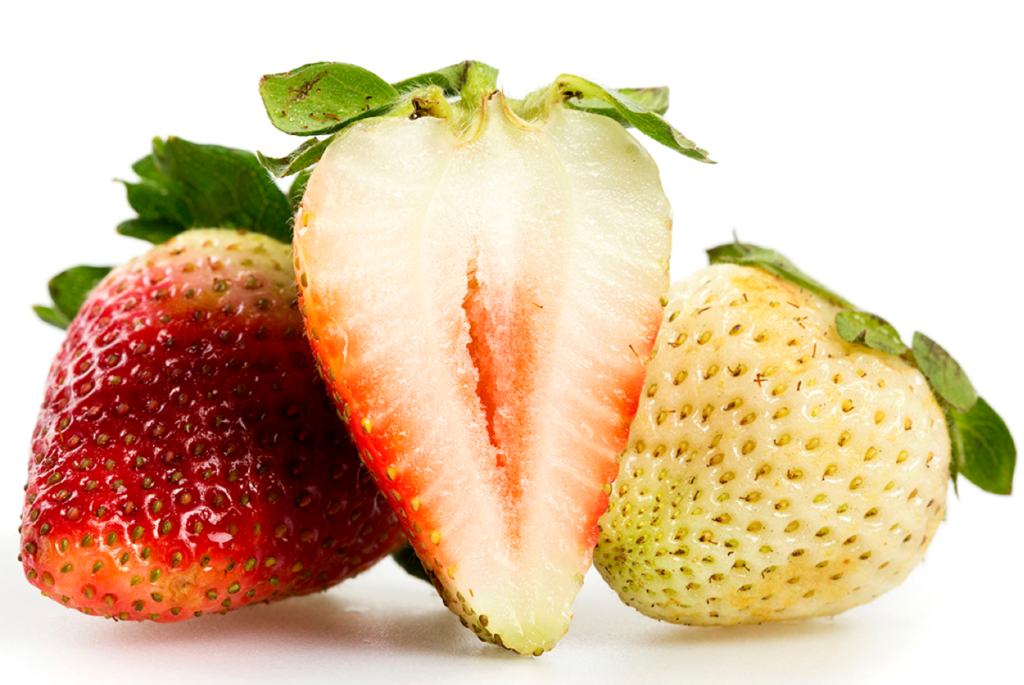 Gambaran terbaik untuk rasa Kelat ialah perasaan terhasil dari makan buah tak cukup masak