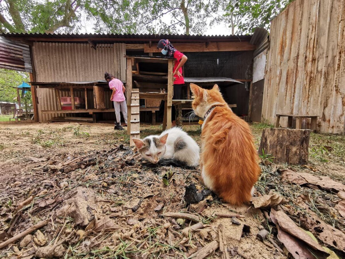 Kucing yang ada di sini semuanya bekas kucing jalanan