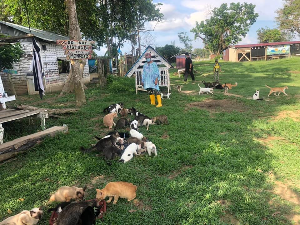 Ditubuhkan bagi melindung kucing terbiar di bandar Pekan