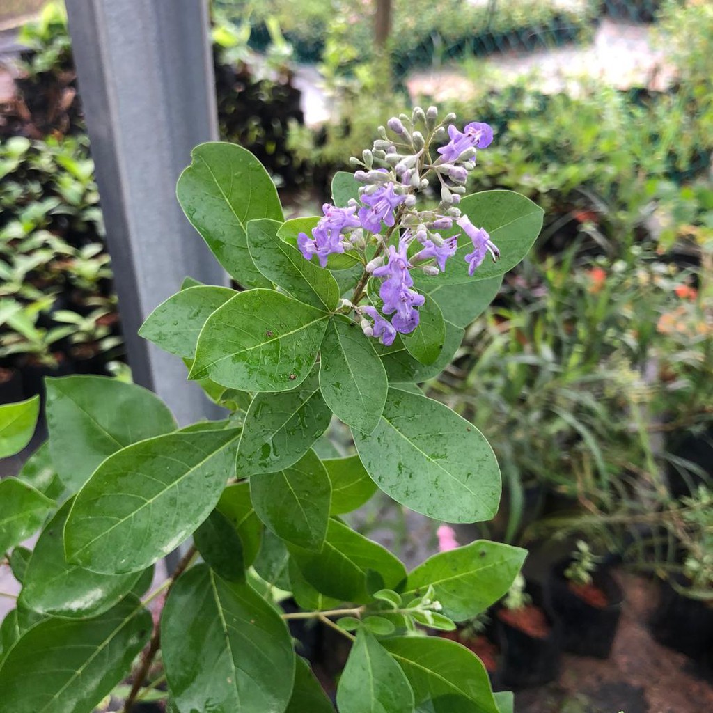 Pokok Lemuni pun boleh hasilkan bunga kecil sangat comel!