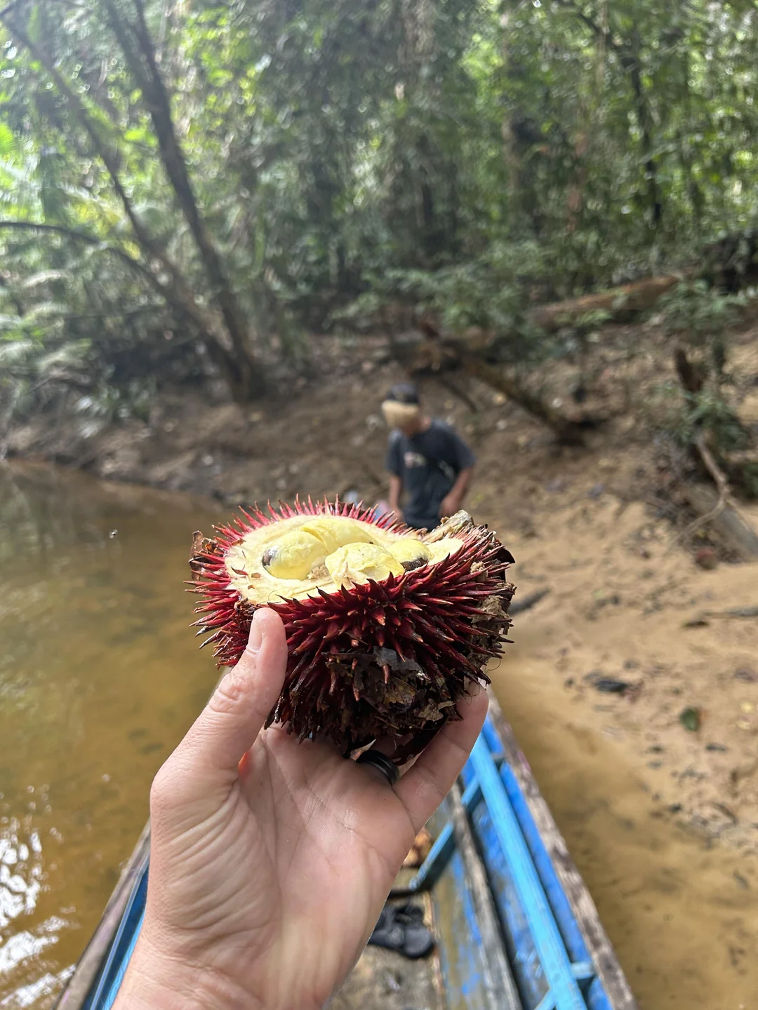 Tekstur isinya sedikit berair berbanding durian biasa
