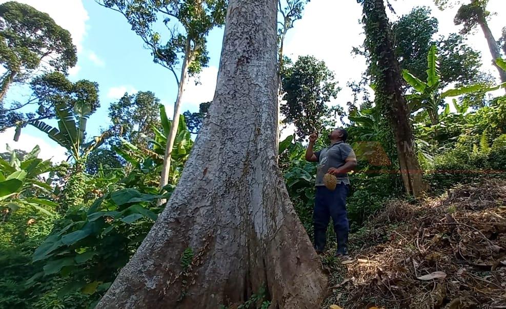 Contoh rupa pokok durian tumbuh dalam hutan