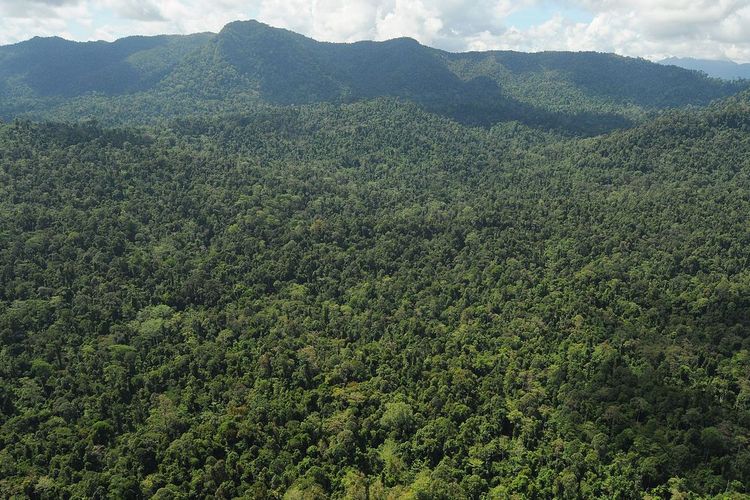 Pokoknya tumbuh dalam hutan di kepulauan borneo 
