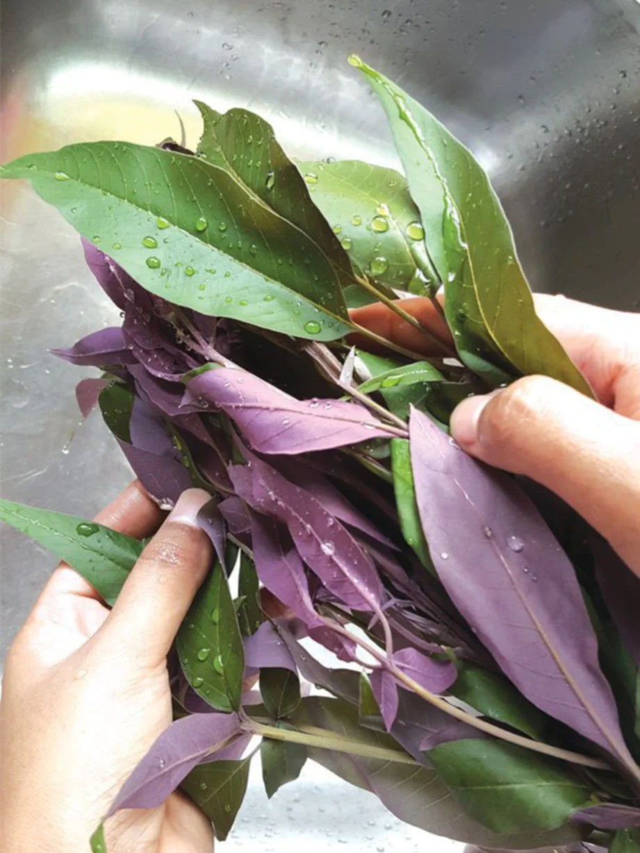 Bahagian daun dipercayai ada banyak khasiat