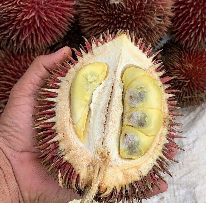 Rasanya manis seperti karamel, pasti korang suka kan!