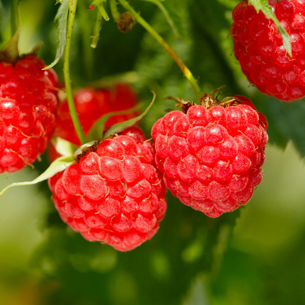 Buah raspberi terkenal dengan warna merah menyala