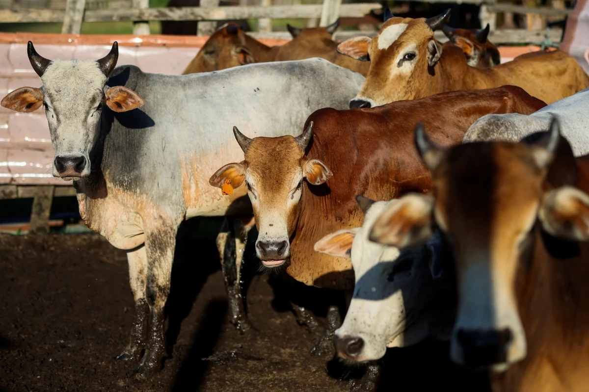 Daging lembu memerlukan kepakaran untuk tak jadikan ia liat dan keras semasa masak