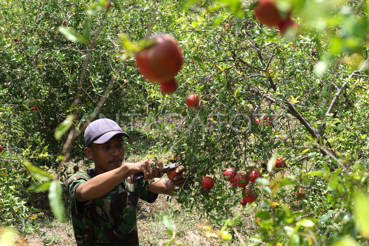 Jom jadi pekebun! Gambar sekadar hiasan