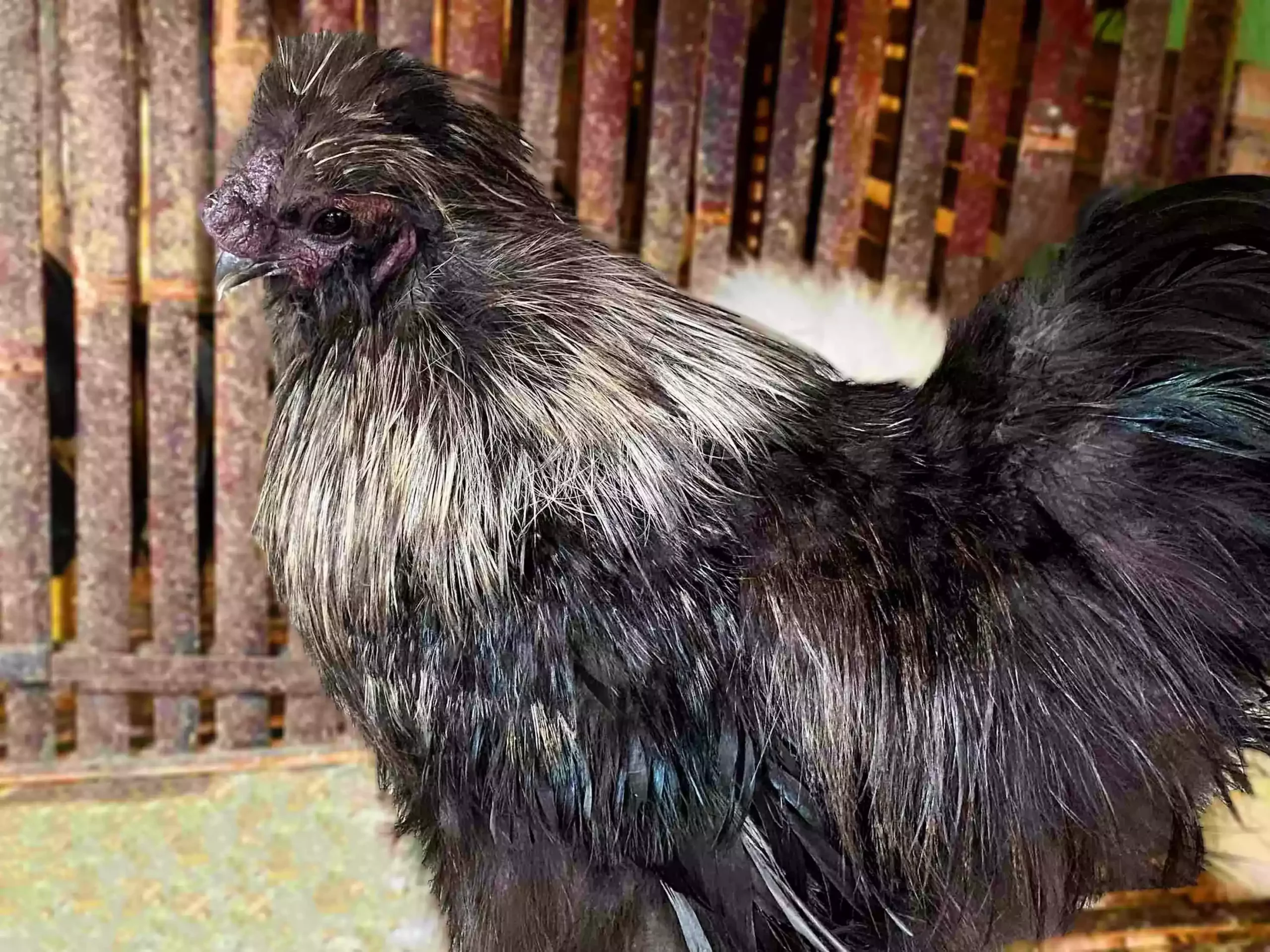 Kerana penampilan unik, bersedia untuk bayar harga mahal berbanding ayam biasa