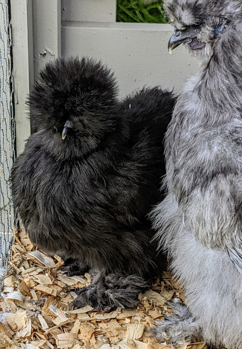 Akibat mutasi, ayam ini boleh berubah warna
