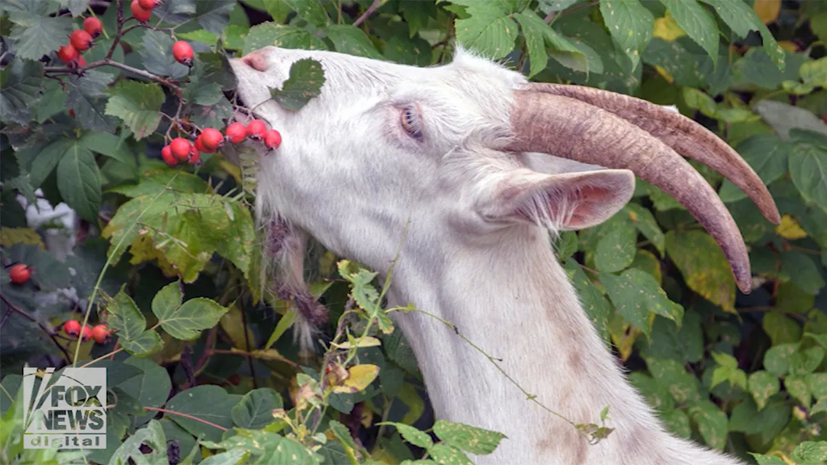 Disebabkan kambing makan biji kopi, kita dapat nikmati minuman ini