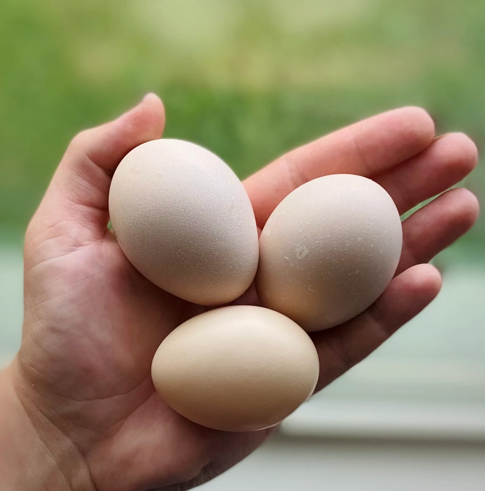 Menariknya telur dihasilkan bukan warna hitam