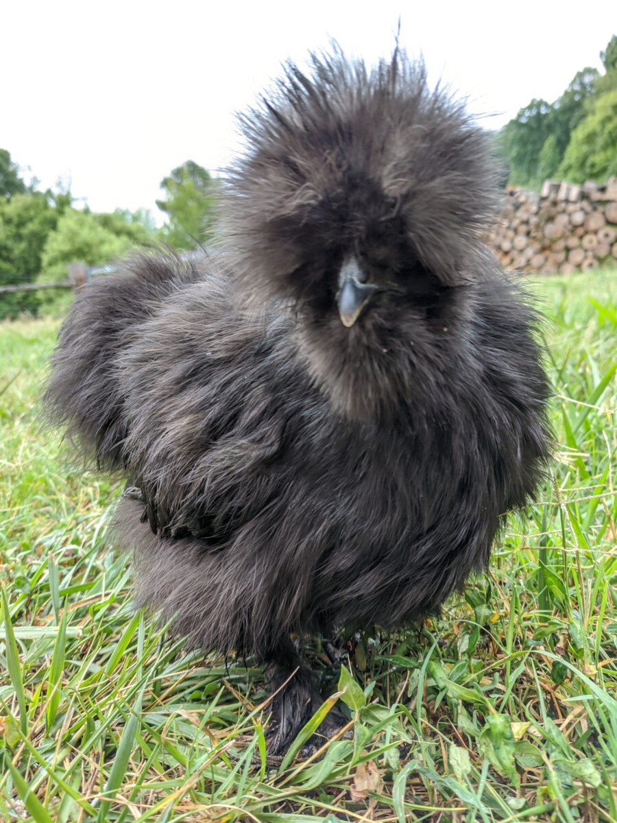 Eh kenapa Ayam Silkie ni berwarna hitam min?