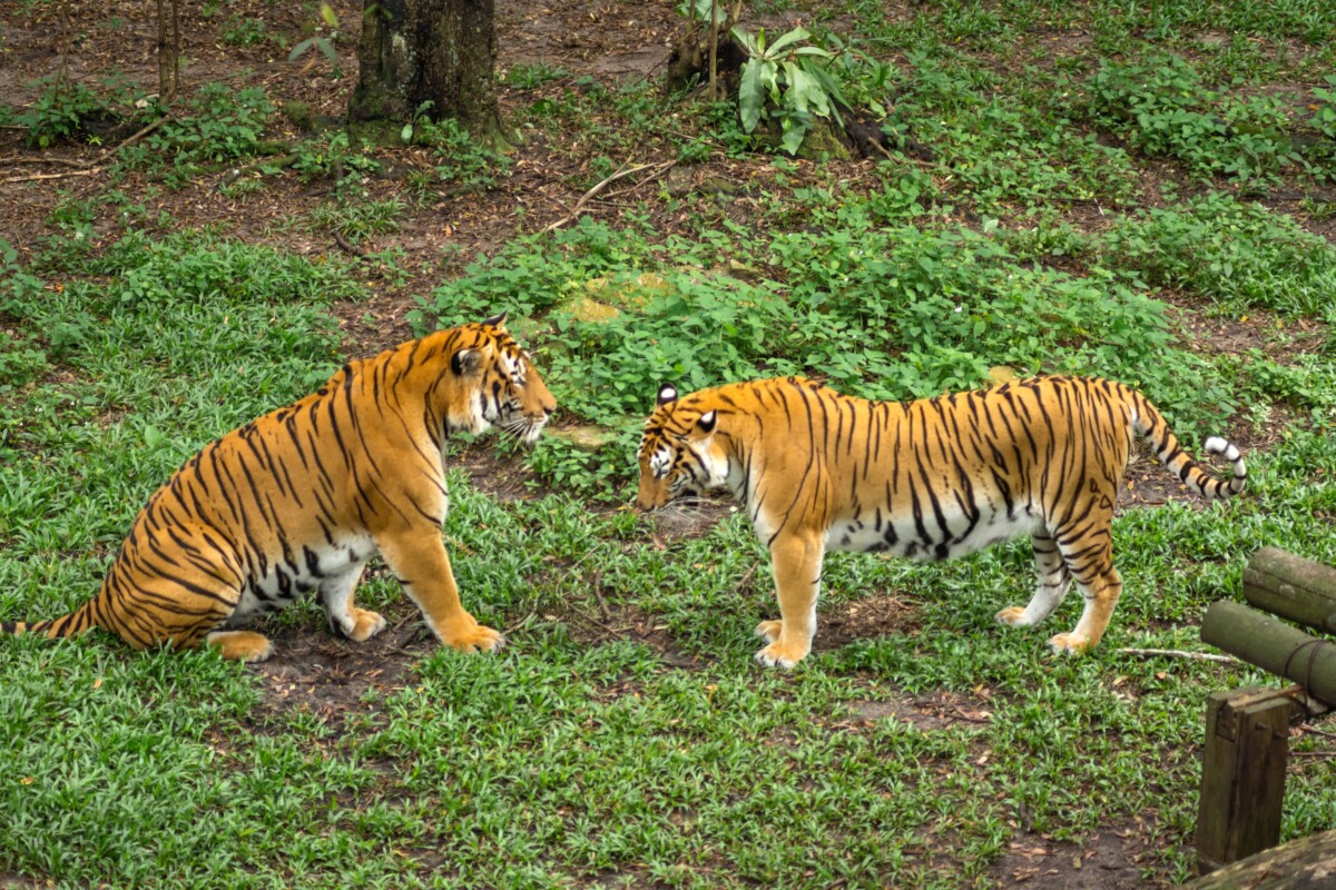 Harga tiket baru bermaksud anda dapat lihat Oyen bermain dengan sihat