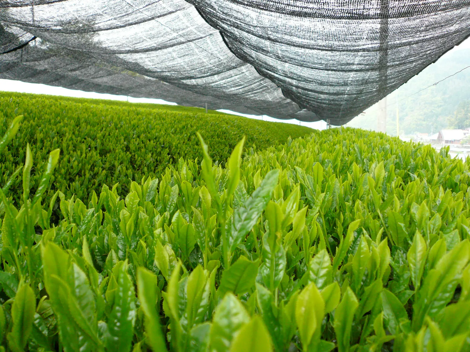 Daun matcha akan menghasilkan warna hijau lebih mendalam berbanding teh hijau biasa