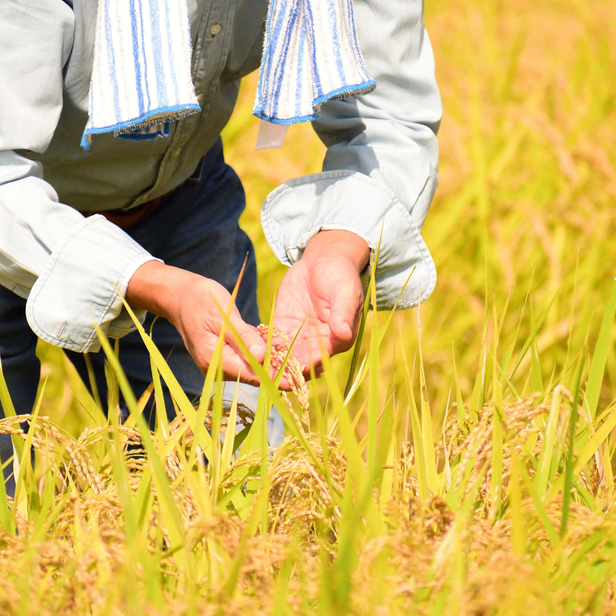 Petani yang menghasilkan beras ini dibayar lumayan tau!