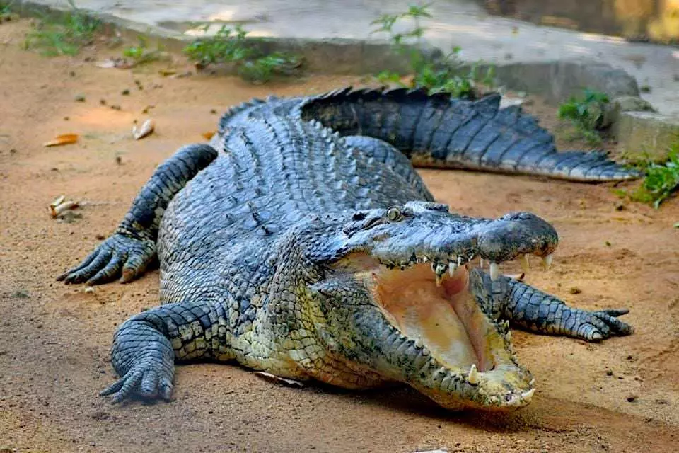 Masih banyak kes buaya serang berlaku di Sarawak