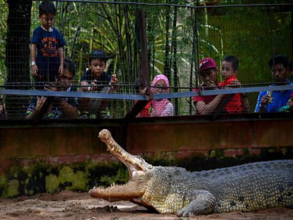 Habitat buaya di negara kita bukanlah asing, malah ada taman buaya lagi di Melaka
