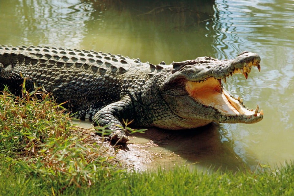 Ia dipercayai reptilia ini boleh membalas dendam menjadi antara kisah mitos popular orang Iban