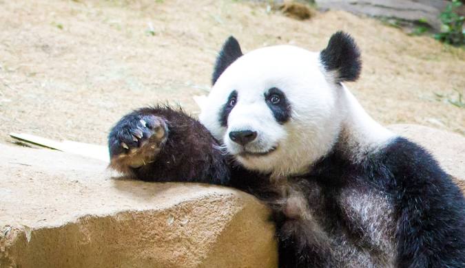 Kalau bukan hari jadi anda, cemana nak beli tiket untuk tengok Panda