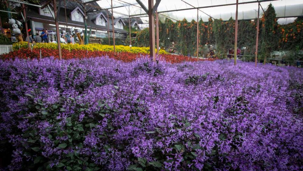 Aktiviti apa boleh dilakukan di sini? Contohnya melihat taman lavendar