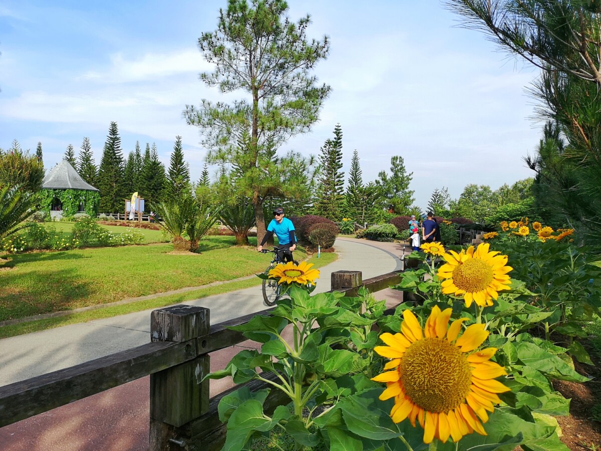 Bunga Matahari pun ada di sini