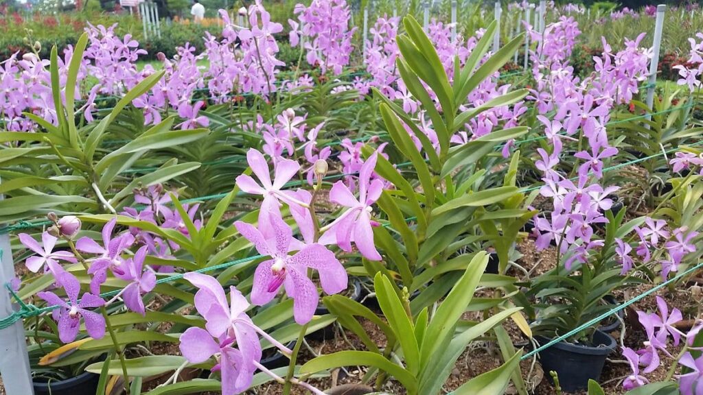 Di sini, anda boleh pelajari tentang bunga orkid dan kaktus! 