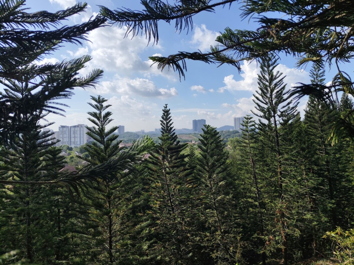 Antara pokok yang diimport dari Australia