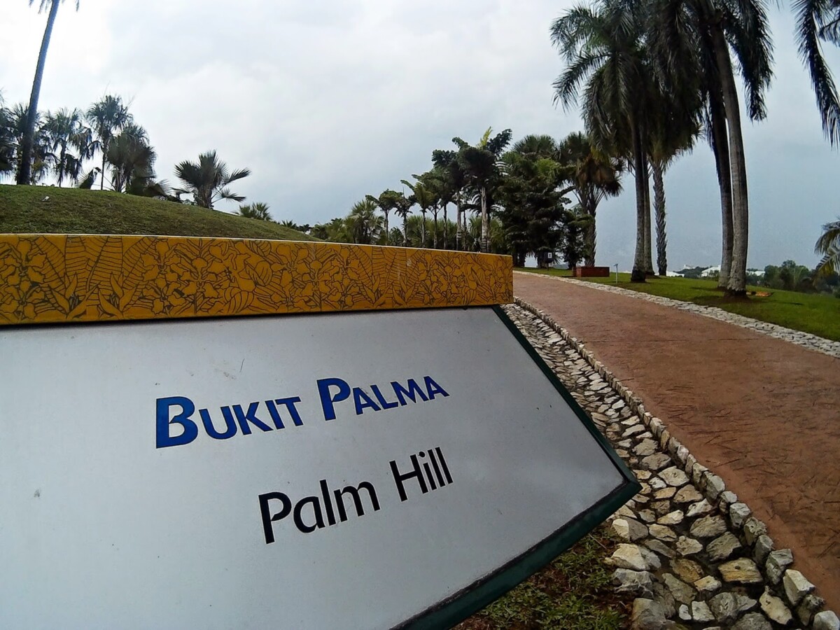 Di sini anda boleh lihat pelbagai jenis pokok palma