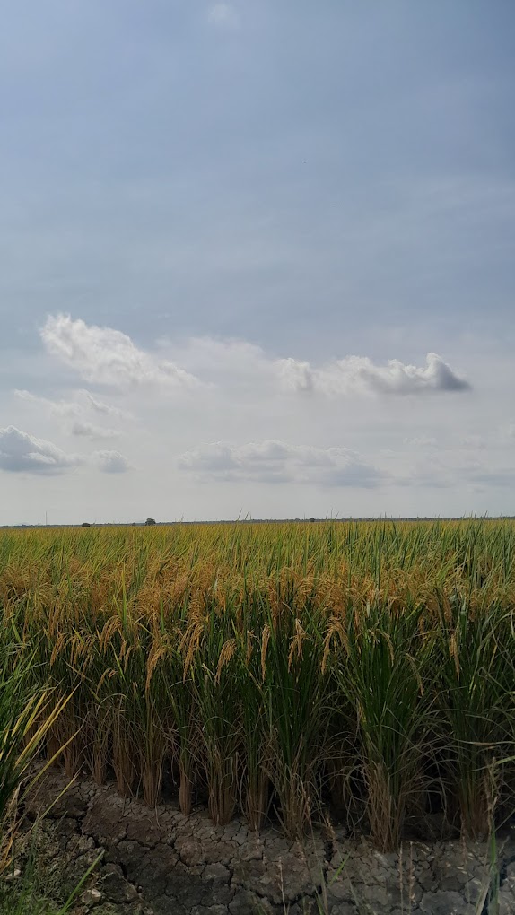Pemandangan sawah pagi begitu cantik membuatkan kafe ini viral