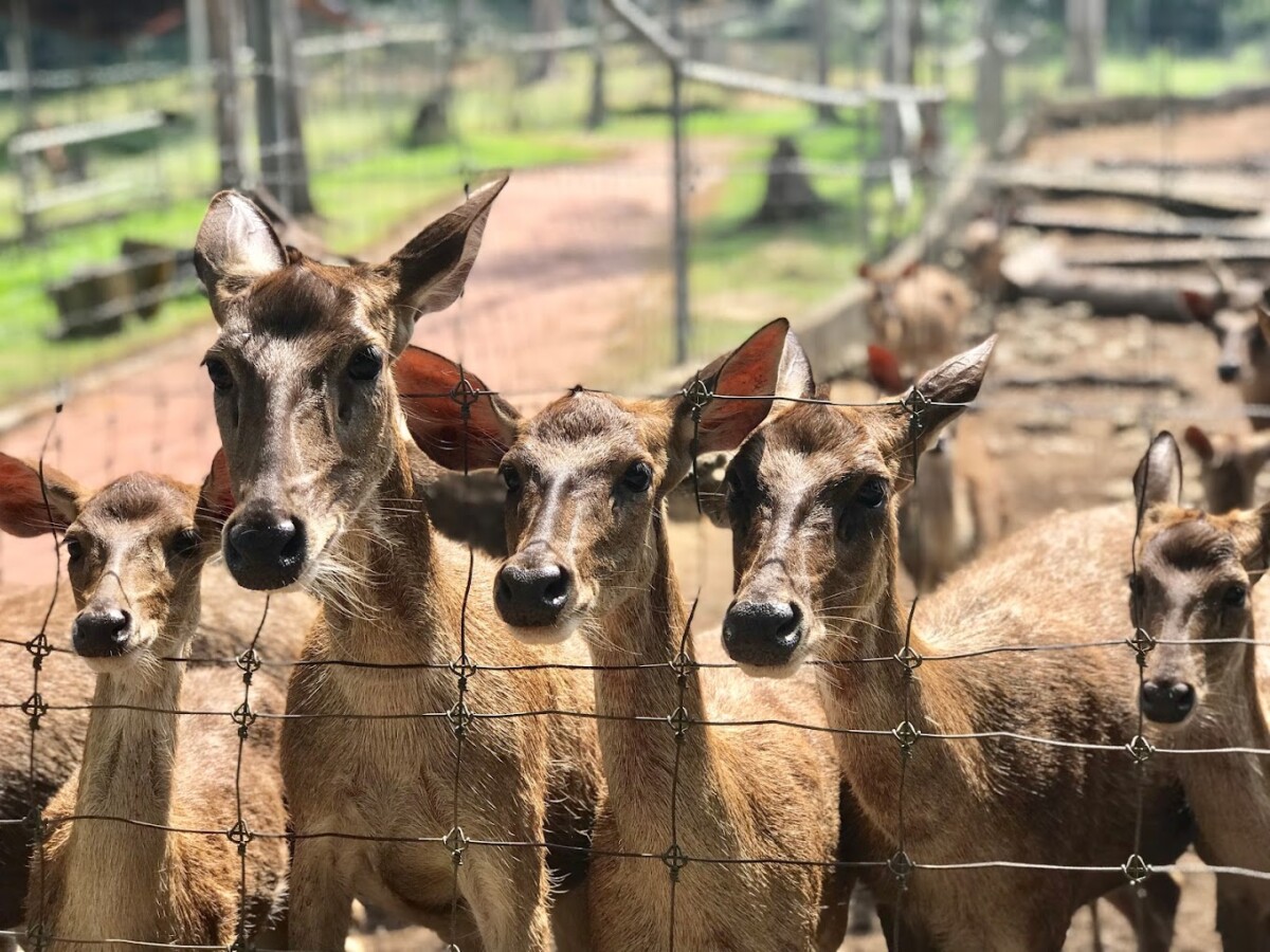 Taman Haiwan pula memberi peluang untuk pengunjung berinteraksi dengan haiwan comel!