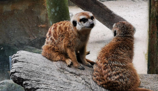 Seluas 7 Ekar menempatkan lebih 100 spesies haiwan berbeza tau, bestnya!