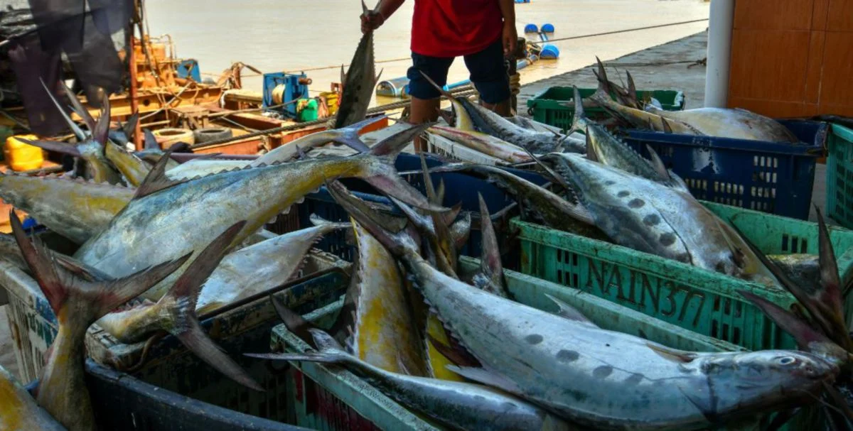 Bahan asas untuk hasilkan keropok bermula dengan ikan