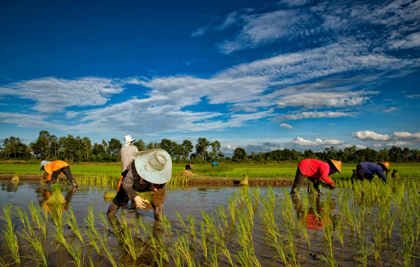 Pekerja sawah sering membawa punten untuk dijadikan bekalan makanan