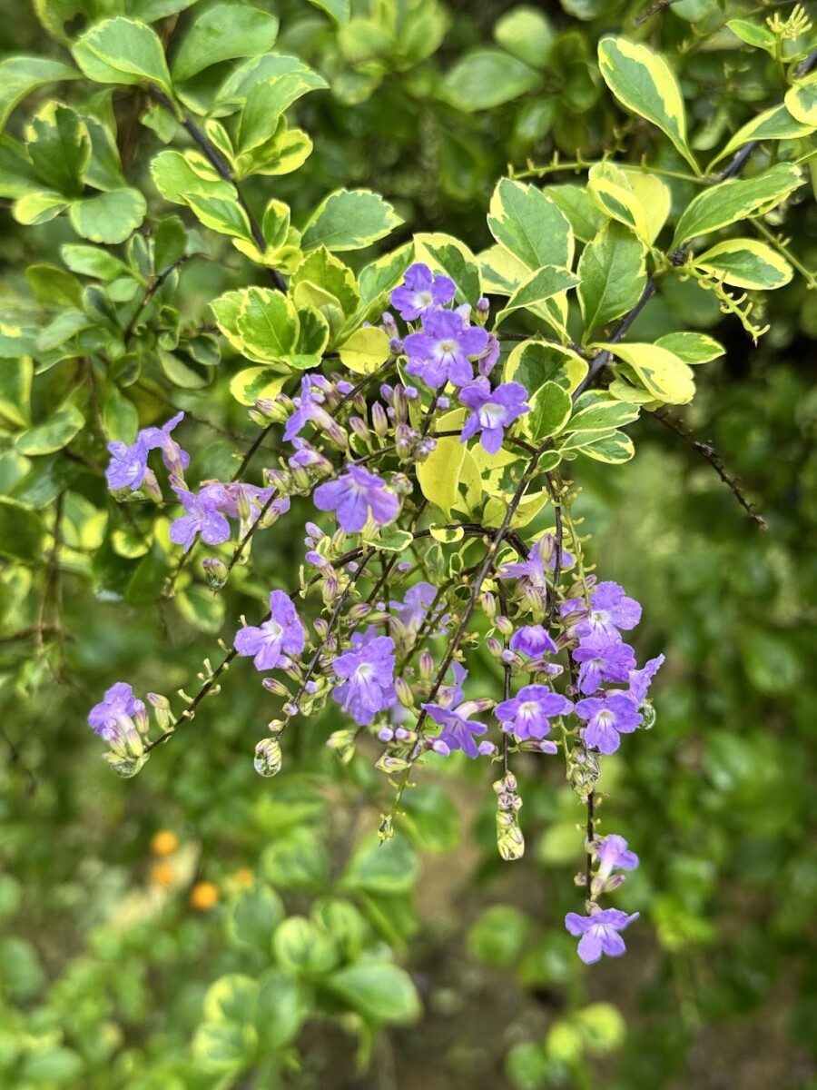 Taman orkid pula menjadi rumah kepada pelbagai jenis orkid di dunia!